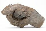Spiny Cyphaspides Ammari Trilobite - Exceptional Detail #210209-2